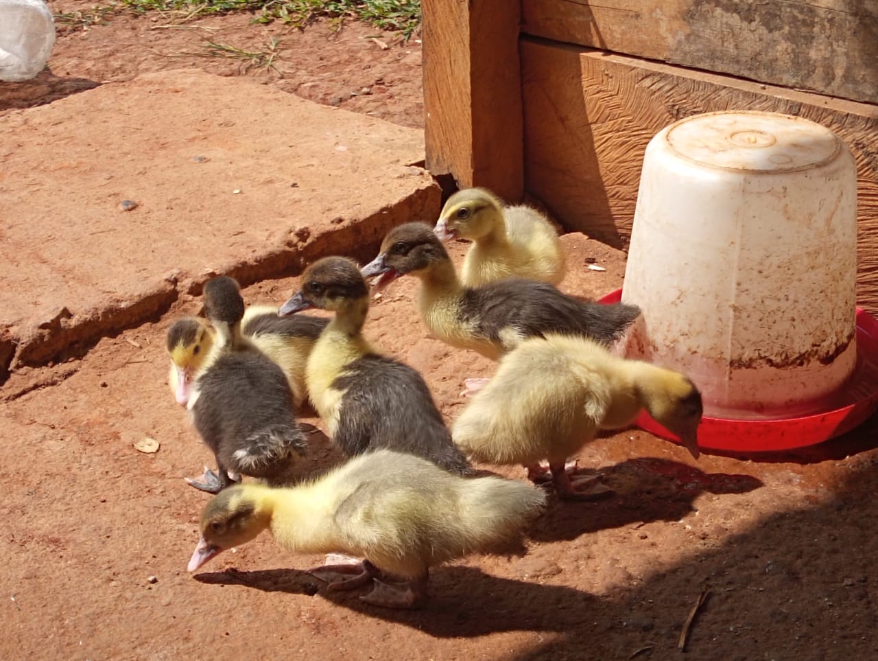 img 20260727 wa0001
