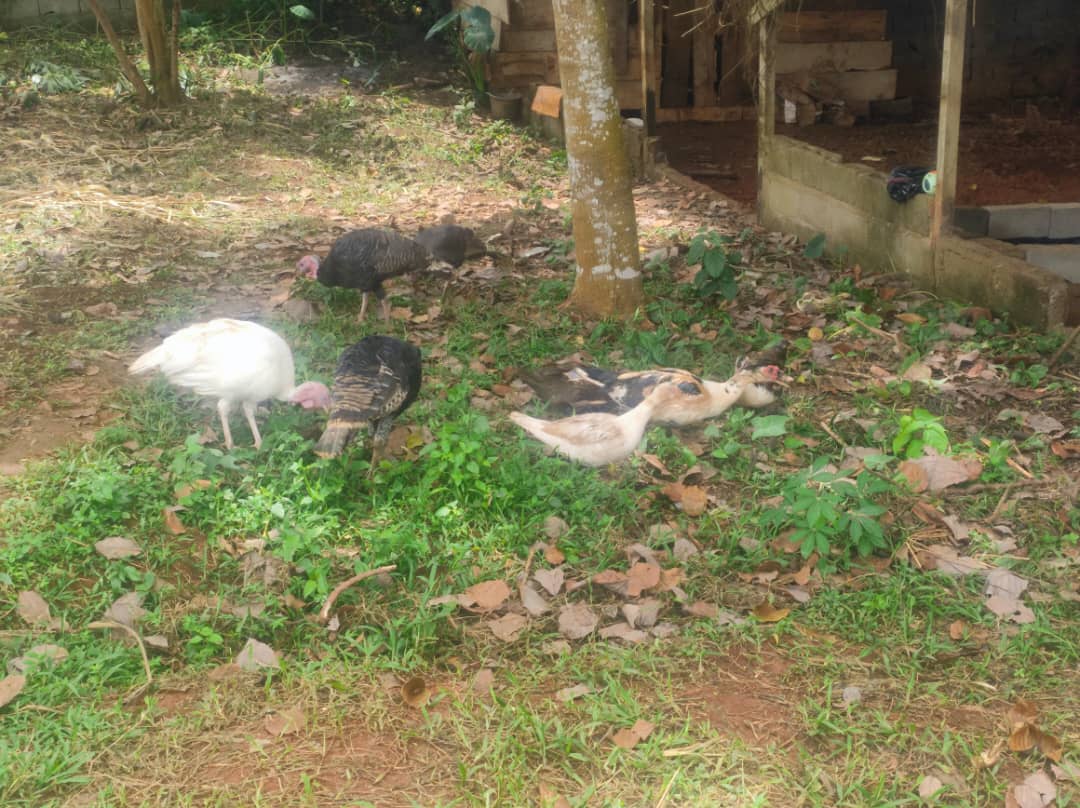 img 20260811 wa0015